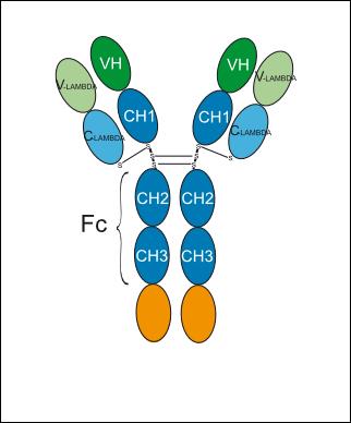 Experimental Validation Results for Rinumafusp alfa